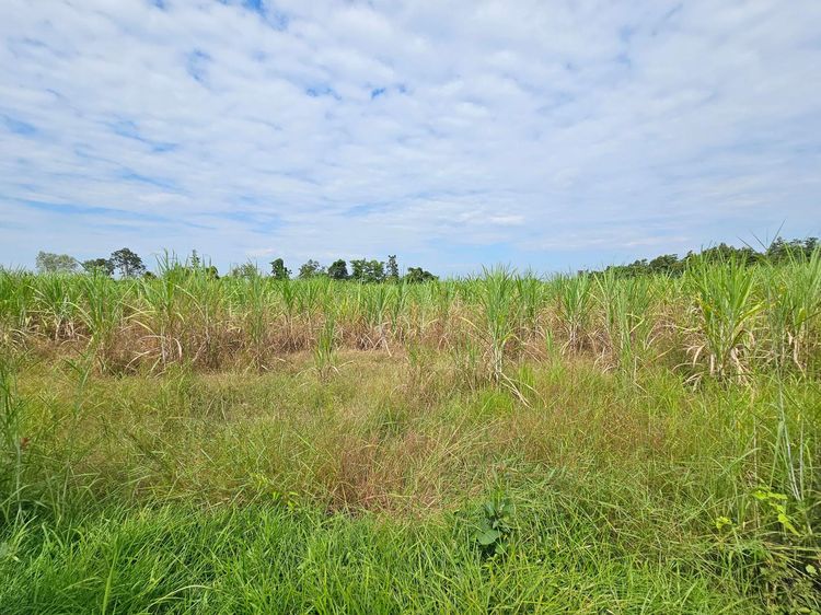 💟 ที่ดินเปล่า สกลนคร 💟 รูปที่ 3