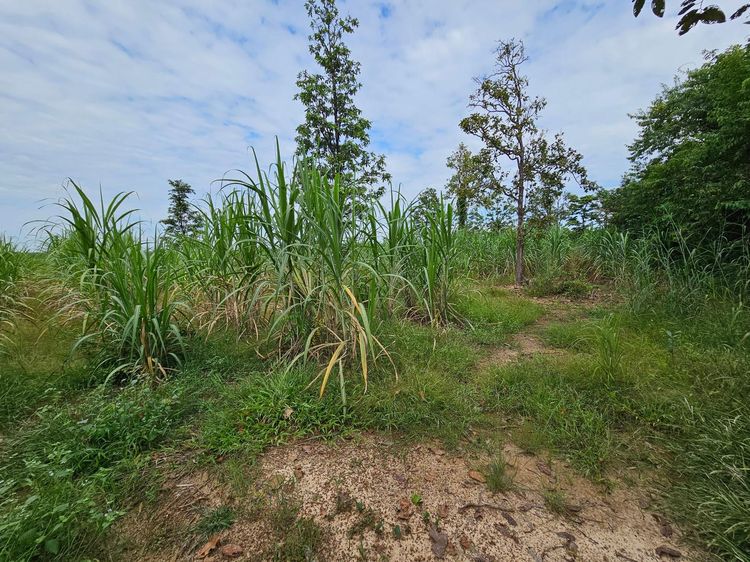 💟 ที่ดินเปล่า สกลนคร 💟 รูปที่ 4