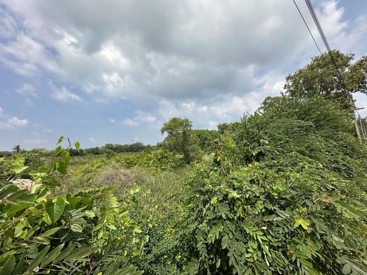 💟 ที่ดินเปล่า ชัยภูมิ 💟 รูปที่ 4