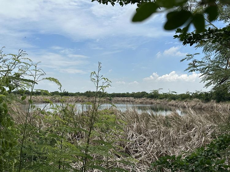 💟 ที่ดินเปล่า นครปฐม 💟 รูปที่ 3