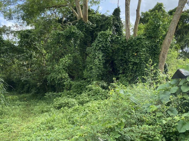 💟 ที่ดินเปล่า โครงการกรองทอง ระยอง 💟 รูปที่ 4