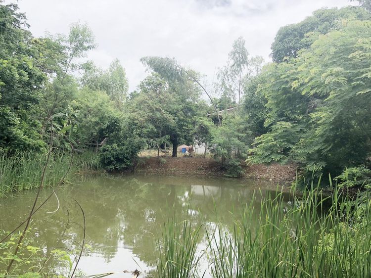 💟 บ้านเดี่ยว วิเชียรบุรี เพชรบูรณ์ 💟 รูปที่ 2