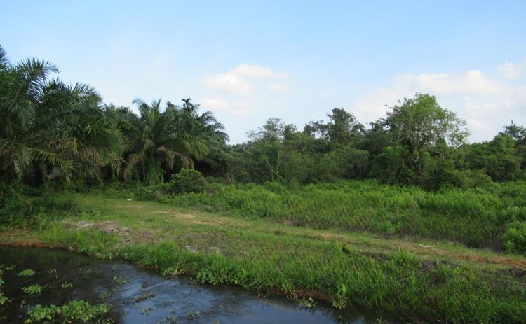 💟 บ้านเดี่ยว สุไหงโก-ลก 💟 รูปที่ 4