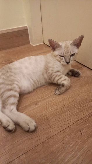 แมวลูกผสมอเมริกัน ซอร์ตแฮร์