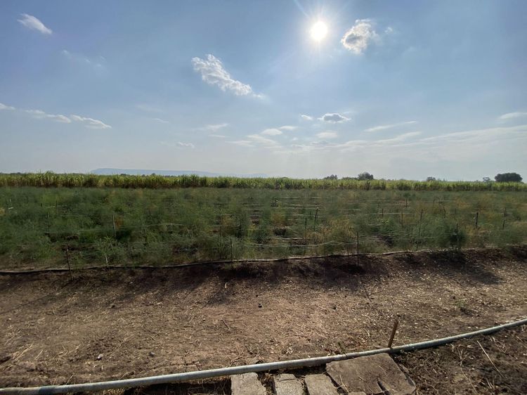 💟 บ้านเดี่ยว ชัยภูมิ 💟 รูปที่ 3