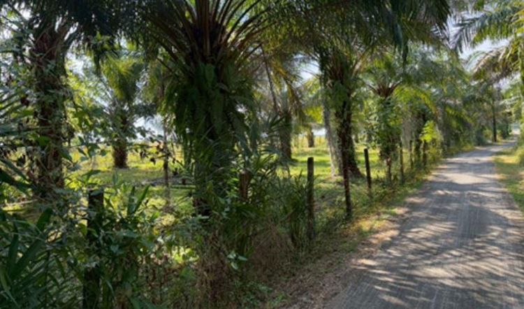 💟 บ้านพักอาศัยชั้นเดียว พร้อมสวนปาล์ม ตรัง 💟 รูปที่ 4