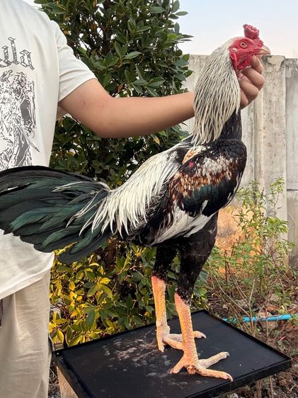 ไก่ชนพม่า รูปที่ 4