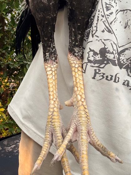 ไก่ชนพม่า รูปที่ 3