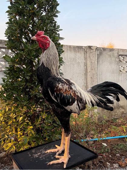 ไก่ชนพม่า