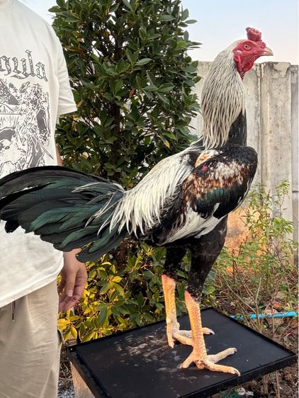 ไก่ชนพม่า รูปที่ 2