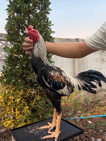 ไก่ชนพม่า รูปที่ 5