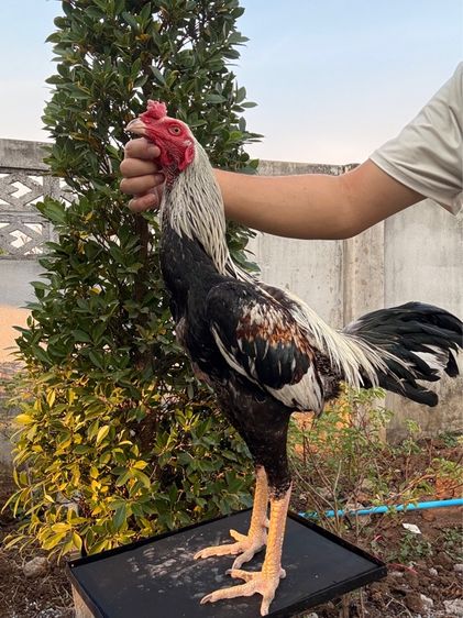 ไก่ชนพม่า รูปที่ 7