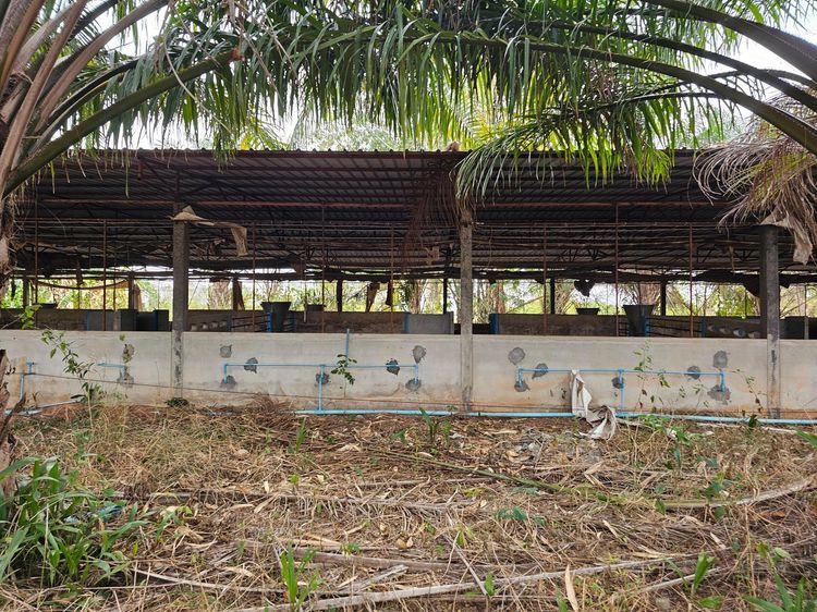 💟 โรงเลี้ยงสุกร บึงกาฬ 💟 รูปที่ 4