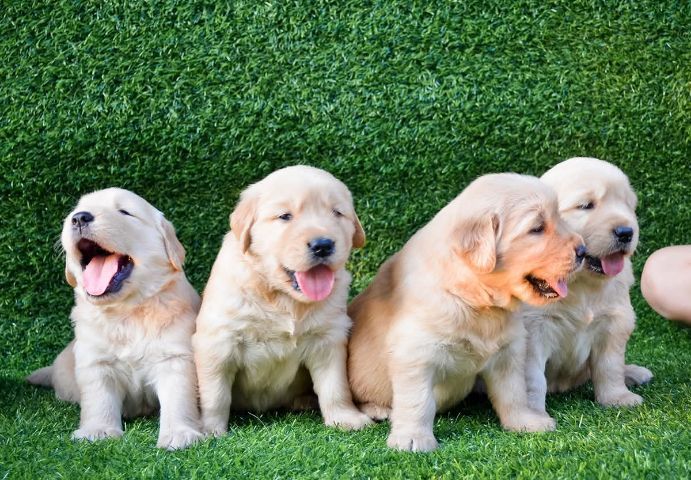 โกลเด้นรีทรีฟเวอร์ (Golden Retriever) ใหญ่ ขายลูกโกลเด้นแท้พร้อมย้ายบ้าน