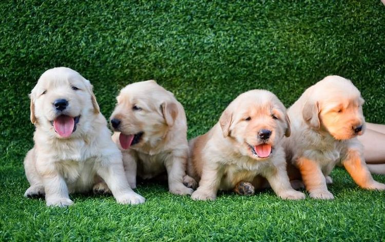 ขายลูกโกลเด้นแท้พร้อมย้ายบ้าน รูปที่ 4