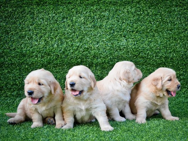 ขายลูกโกลเด้นแท้พร้อมย้ายบ้าน รูปที่ 3