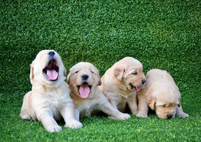 ขายลูกโกลเด้นแท้พร้อมย้ายบ้าน รูปที่ 2