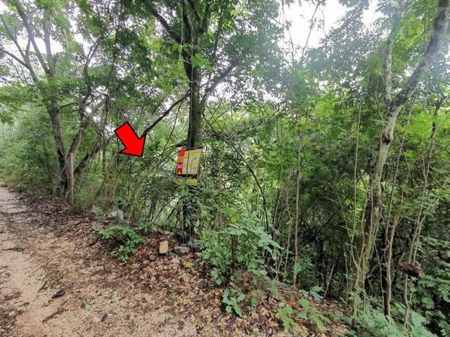 ใช่ 💟 ที่ดินเปล่า เชียงใหม่ 💟 รูปที่ 4