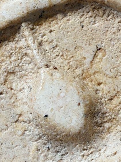 เปิดกรุ ให้เช่าบูชา พระบ้านของบรรพบุรุษ พระสมเด็จวัดระฆัง พิมพ์ใหญ่  มีมวลสาร รูปที่ 15