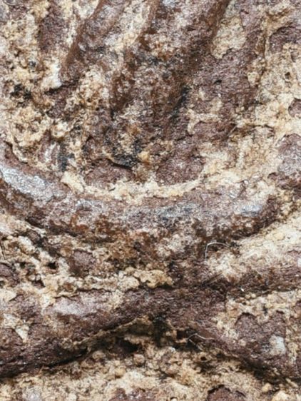 ✅เนื้อแห้ง คราบน้ำว่าน เก่ามาก ให้เช่าบูชา พระบ้าน พระหลวงปู่ทวด เนื้อว่าน ปี 2497 พิมพ์ใหญ่  รูปที่ 8