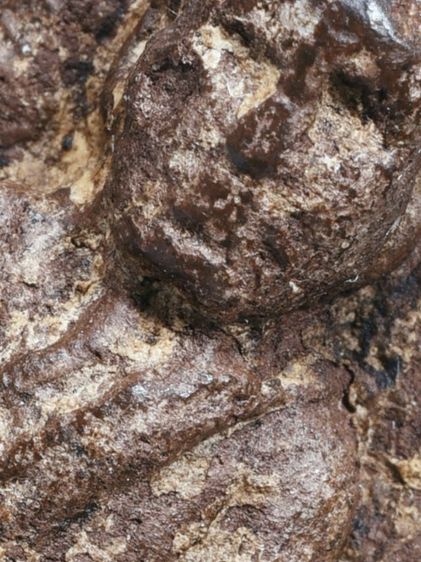 ✅เนื้อแห้ง คราบน้ำว่าน เก่ามาก ให้เช่าบูชา พระบ้าน พระหลวงปู่ทวด เนื้อว่าน ปี 2497 พิมพ์ใหญ่  รูปที่ 15