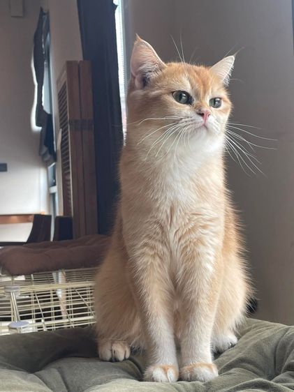 แมวบริติช Girl 1 เกรดเลี้ยงเล่น