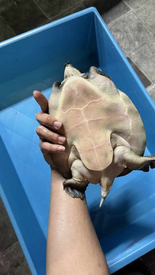 เต่าหมูบิน รูปที่ 3