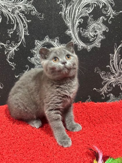 ลูกแมว สก็อตติชโฟลด์ สีบลู เด็กหญิง พร้อมย้าย รูปที่ 6