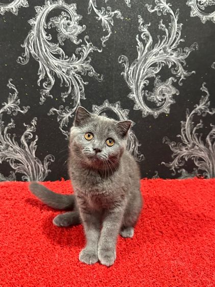 ลูกแมว สก็อตติชโฟลด์ สีบลู เด็กหญิง พร้อมย้าย รูปที่ 3