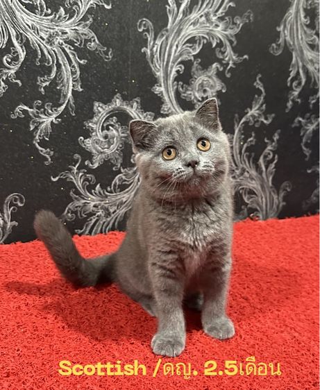 สก็อตติช โฟลด์ (Scottish Fold) ลูกแมว สก็อตติชโฟลด์ สีบลู เด็กหญิง พร้อมย้าย