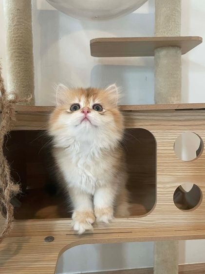 สาวน้อยบริติส ผมยาว แท้ (L3) รูปที่ 2