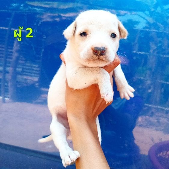 ลาบาดอ รูปที่ 6