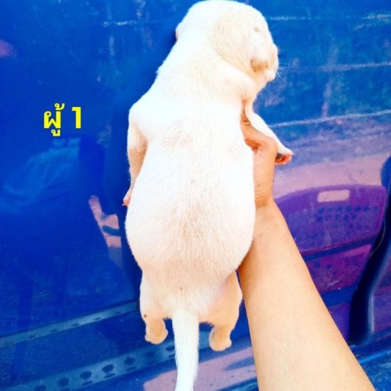 ลาบาดอ รูปที่ 11