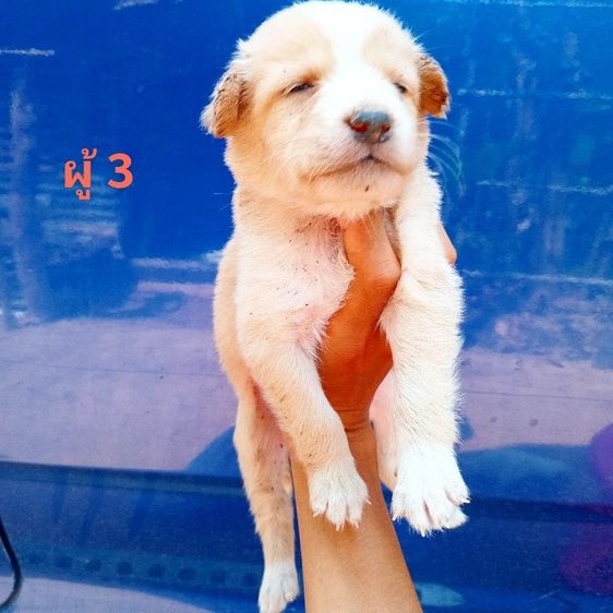 ลาบาดอ รูปที่ 13