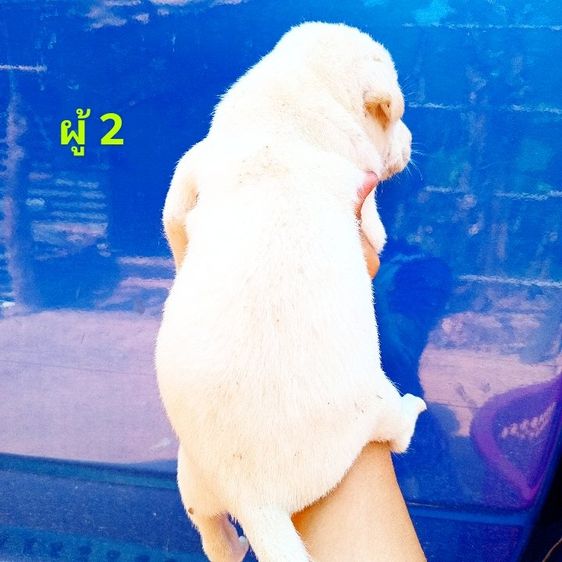 ลาบาดอ รูปที่ 7