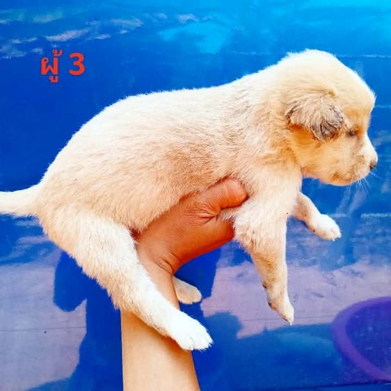 ลาบาดอ รูปที่ 15