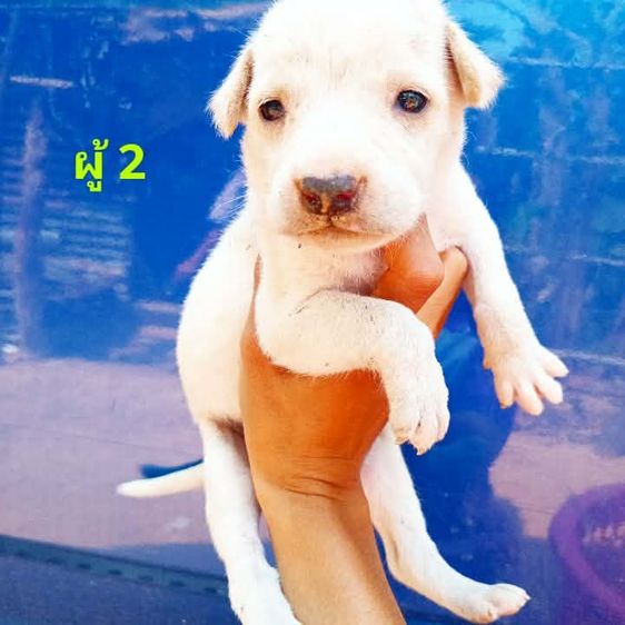 ลาบาดอ รูปที่ 9