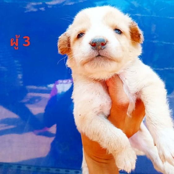 ลาบาดอ รูปที่ 16