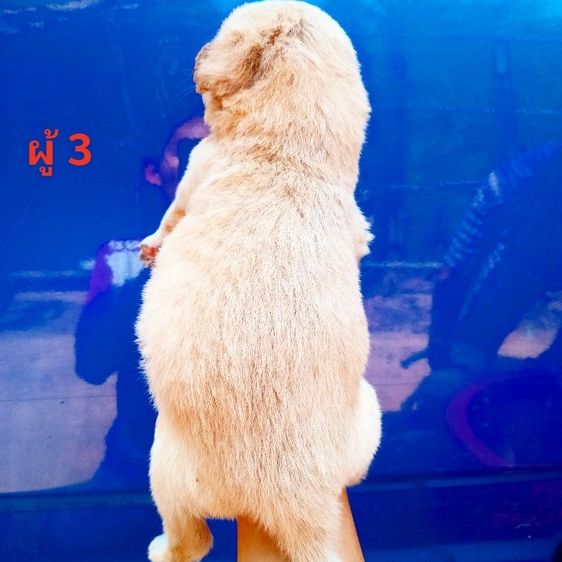 ลาบาดอ รูปที่ 18