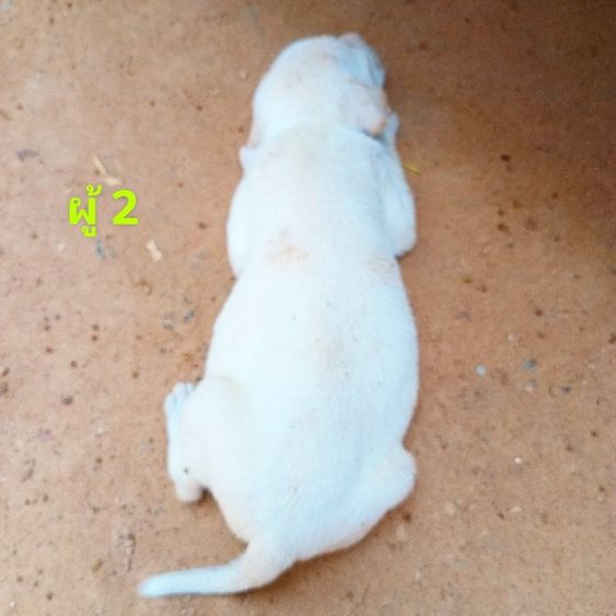 ลาบาดอ รูปที่ 10