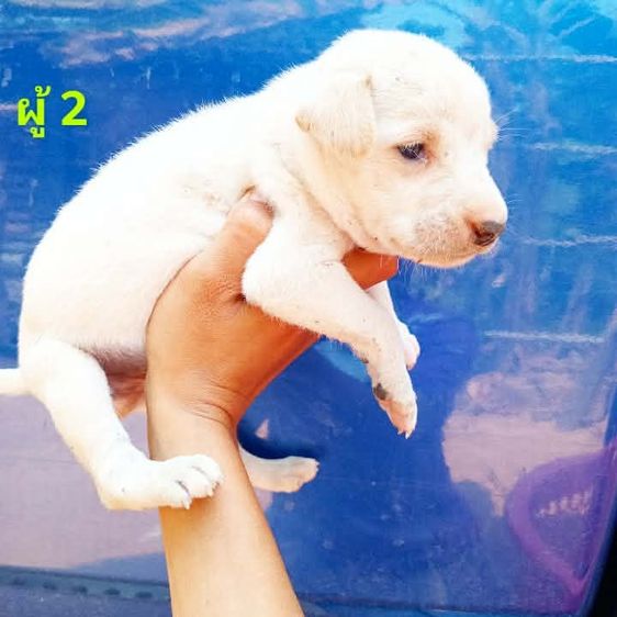 ลาบาดอ รูปที่ 8