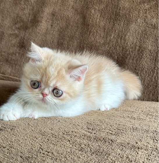 แมวสามสีนำโชค รูปที่ 6