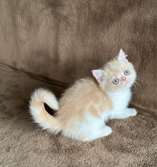 แมวสามสีนำโชค รูปที่ 5