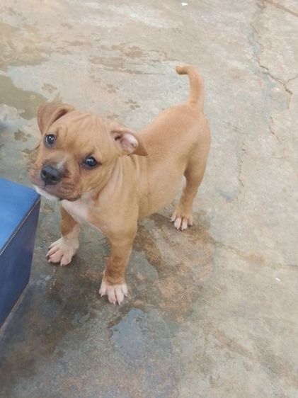 พิทบูลผสมบูลี่ ผู้ 1 เมีย 2 ตัว อายุ 52 วัน รูปที่ 2