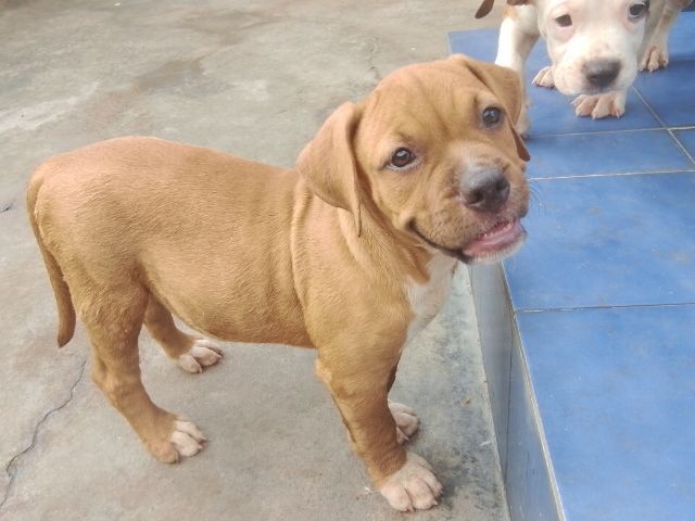 พิทบูลผสมบูลี่ ผู้ 1 เมีย 2 ตัว อายุ 52 วัน รูปที่ 7