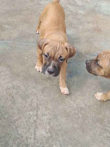 พิทบูลผสมบูลี่ ผู้ 1 เมีย 2 ตัว อายุ 52 วัน รูปที่ 4