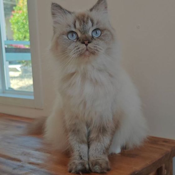 แมวราคาเบาๆ ปิดบ้าน รูปที่ 3