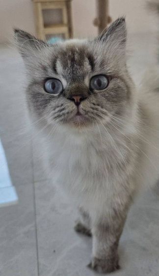 แมวราคาเบาๆ ปิดบ้าน รูปที่ 2