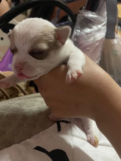 สุนัขชิวาวา รูปที่ 6