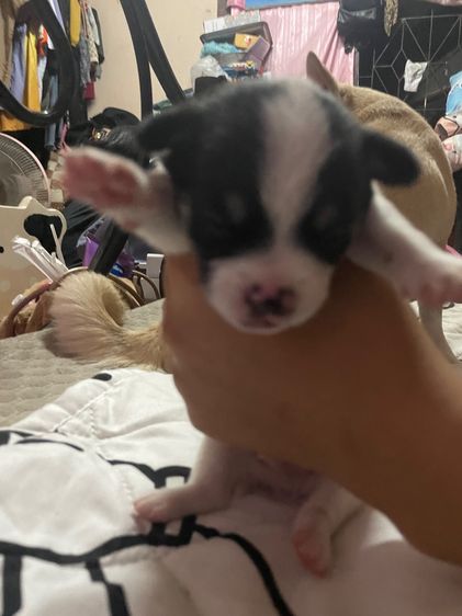 สุนัขชิวาวา รูปที่ 7